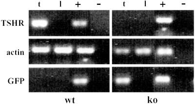 Fig 5.