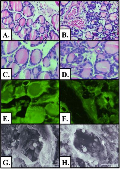 Fig 4.