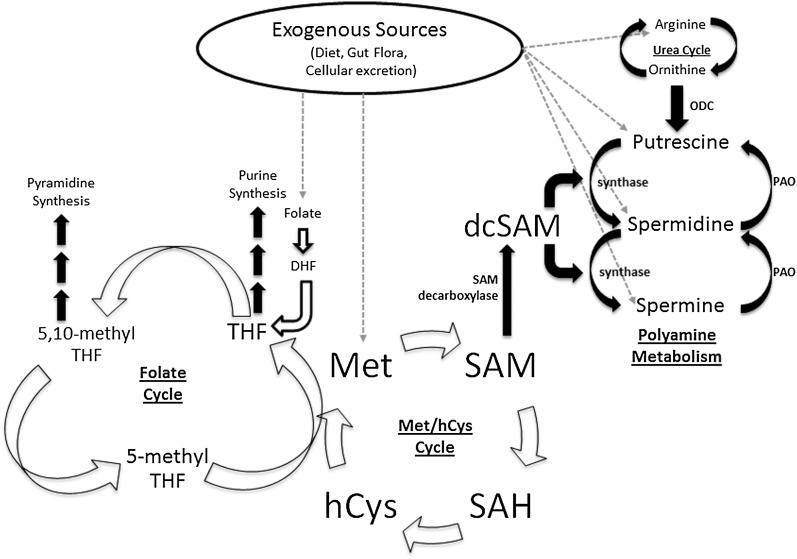 FIGURE 1.