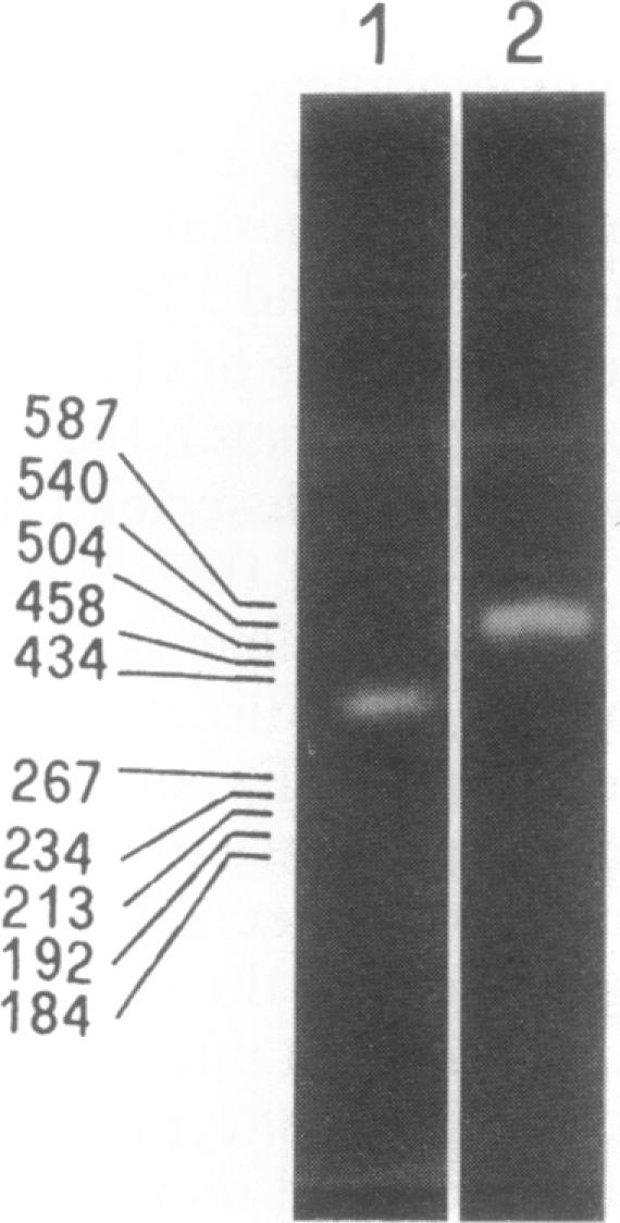 graphic file with name pnas01079-0484-a.jpg