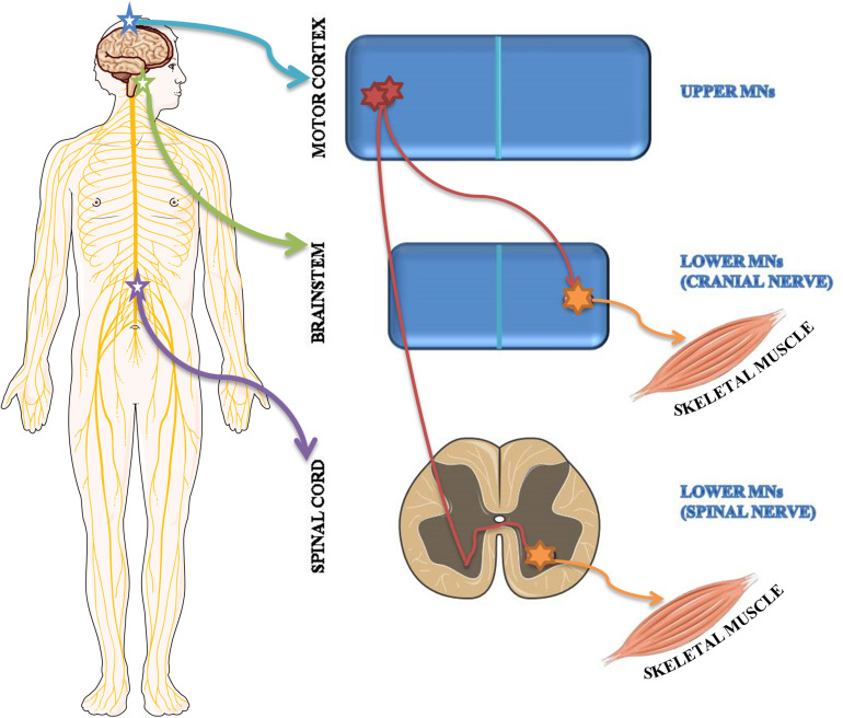 FIGURE 2