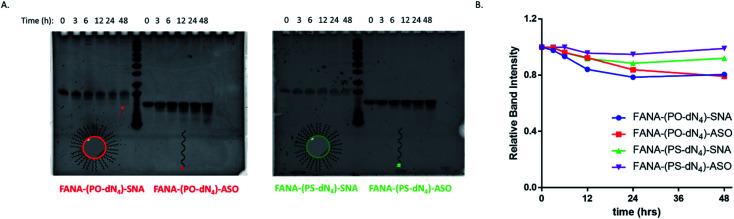 Fig. 8