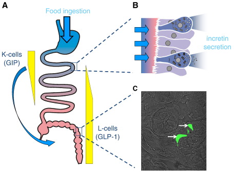 Fig. 1