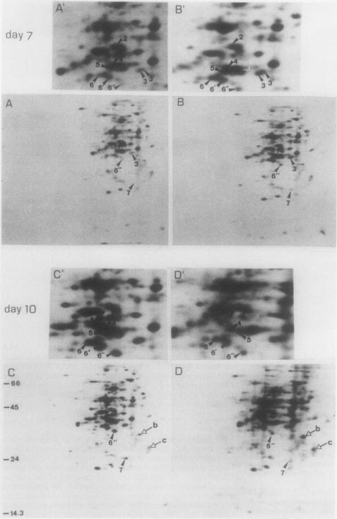 Fig. 5