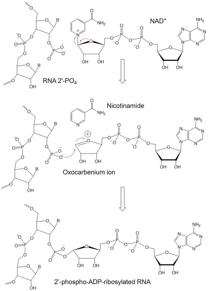 Figure 10.