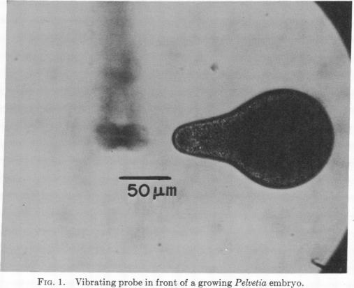 graphic file with name pnas00075-0217-a.jpg