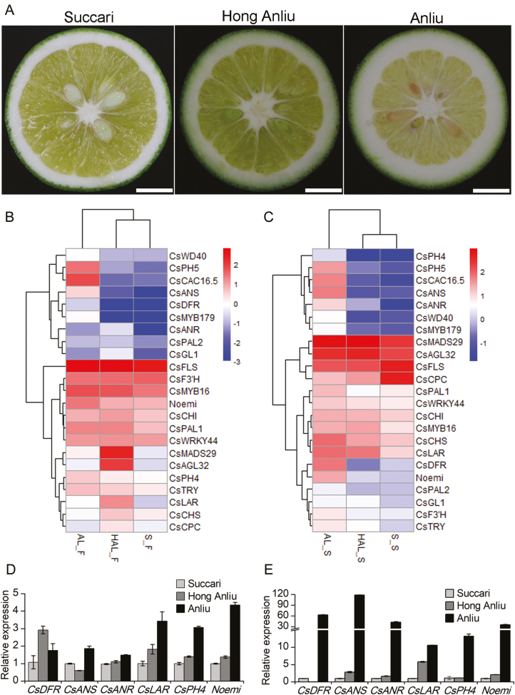 Fig. 2.