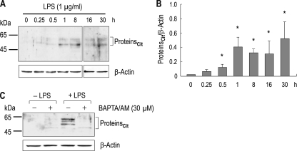 FIGURE 1.