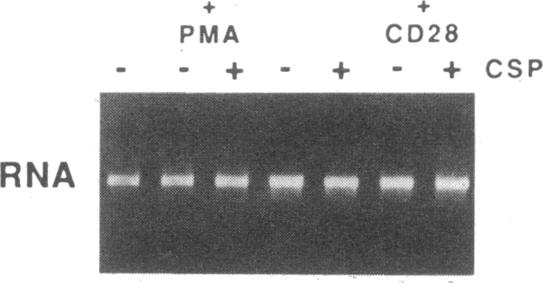 graphic file with name pnas00244-0240-a.jpg