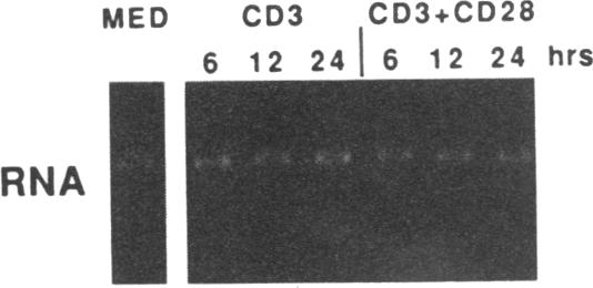 graphic file with name pnas00244-0239-a.jpg