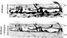 Figure 6—figure supplement 1.
