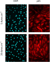 Figure 3—figure supplement 1.