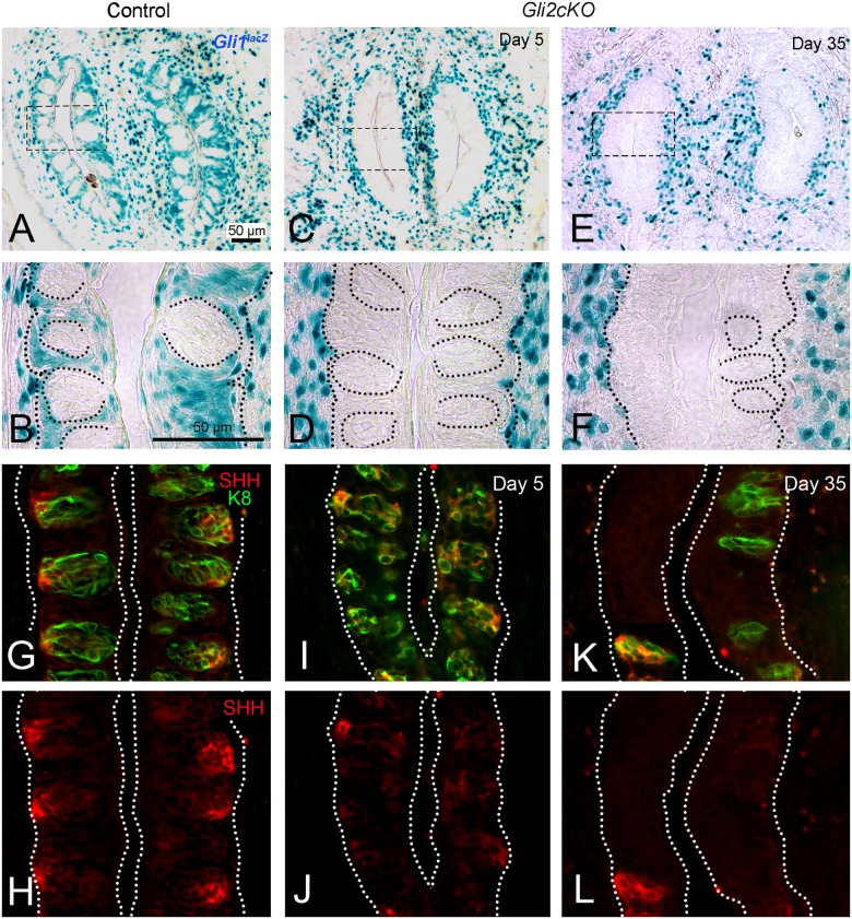 Fig 8