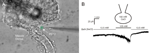 Fig. 5