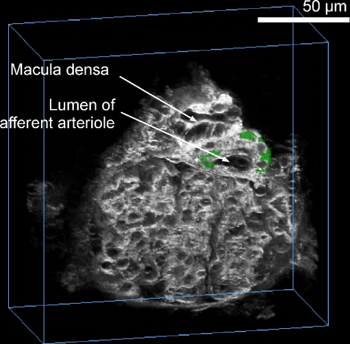 Fig. 2