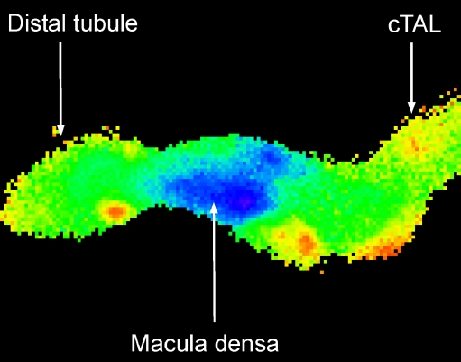 Fig. 3