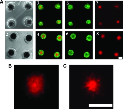 FIG. 7.