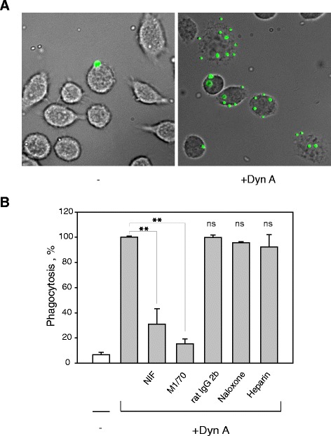 Fig. 8