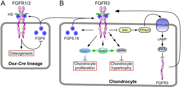 Fig. 8.