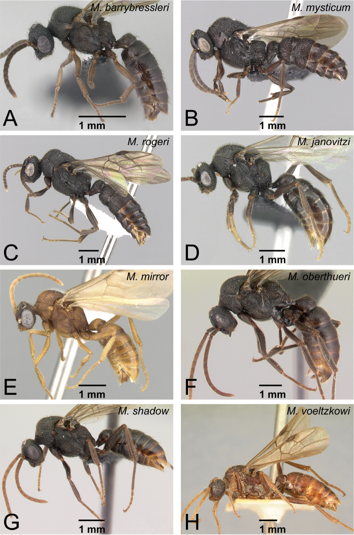 Figure 37.