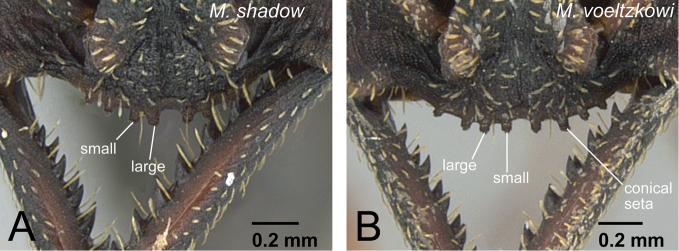 Figure 19.