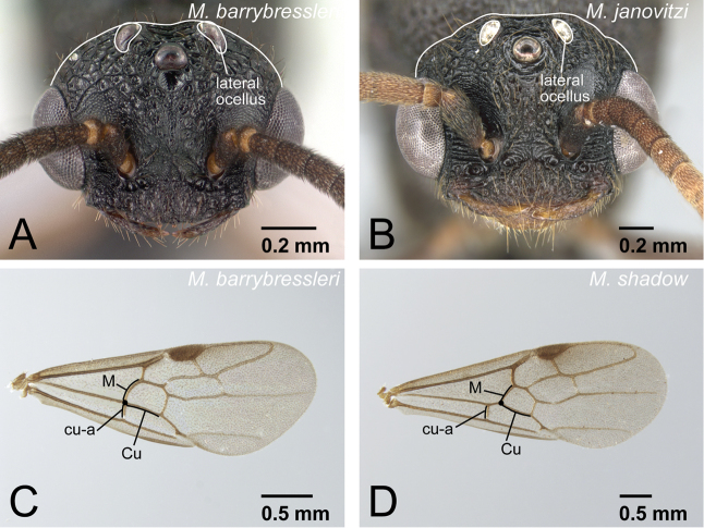 Figure 31.