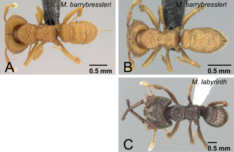 Figure 35.