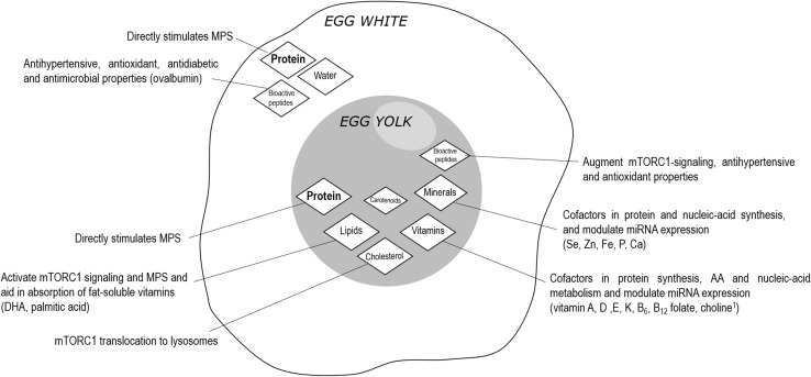 Fig. 2