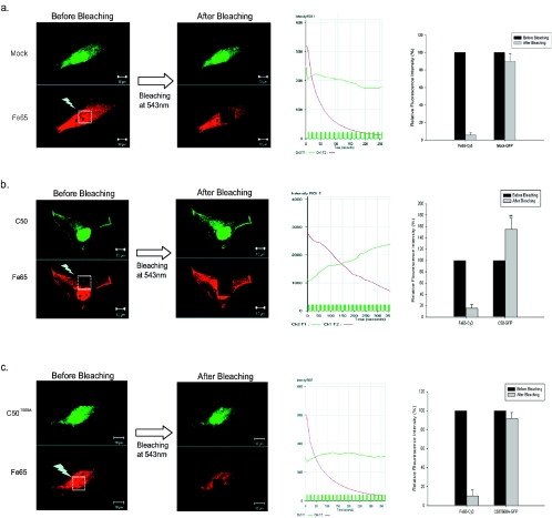 FIG. 2.