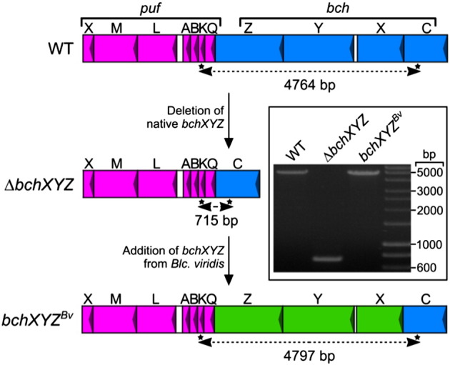 Fig. 4