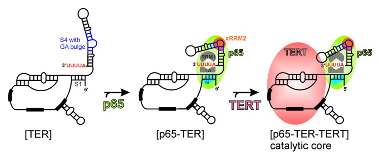 graphic file with name rna-10-353-g6.jpg