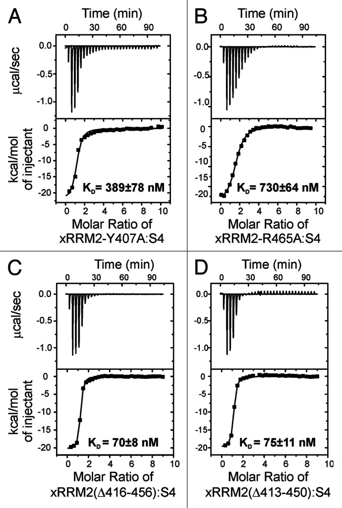 graphic file with name rna-10-353-g3.jpg