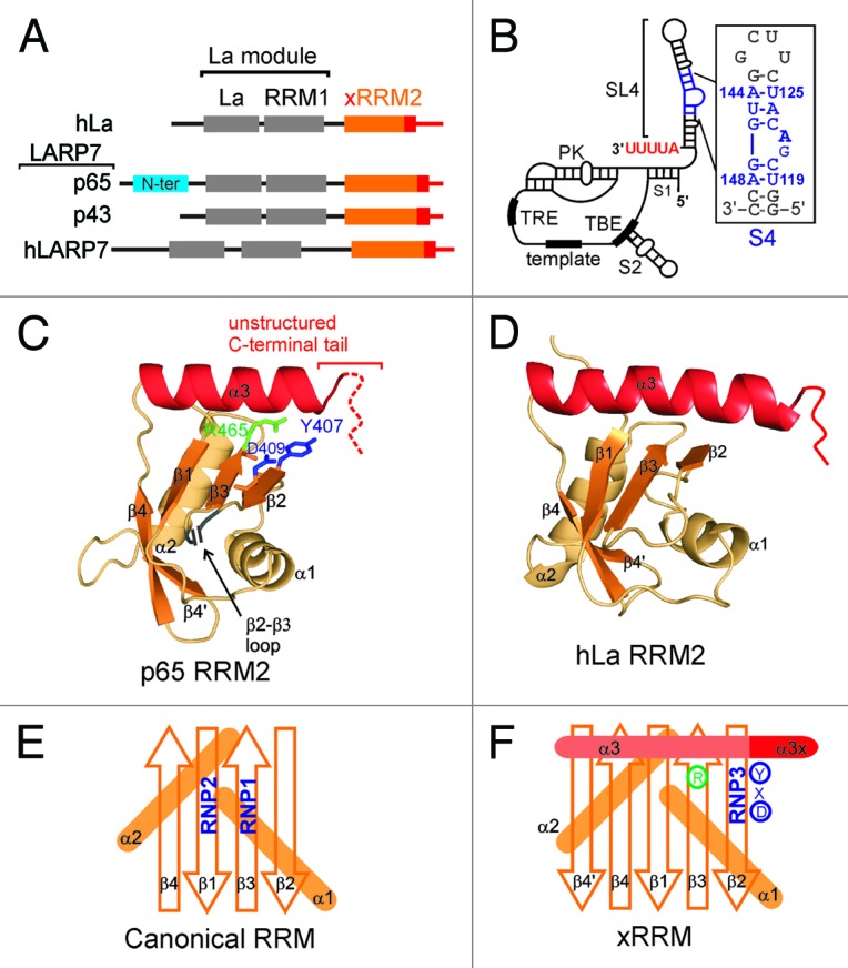 graphic file with name rna-10-353-g1.jpg