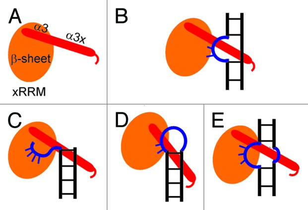 graphic file with name rna-10-353-g4.jpg