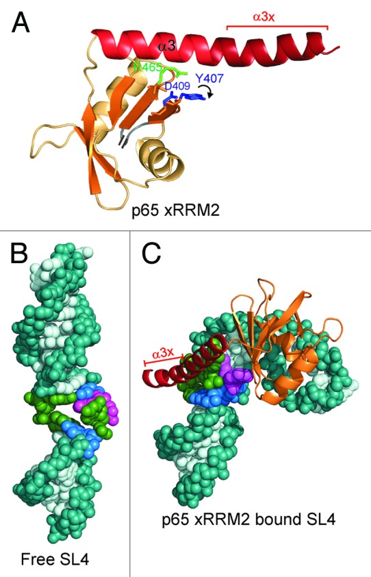 graphic file with name rna-10-353-g2.jpg