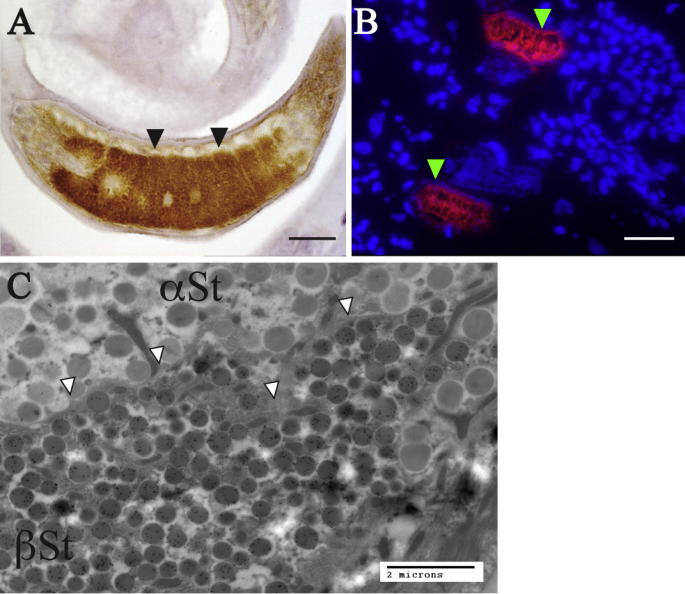 Supplementary Fig. S10