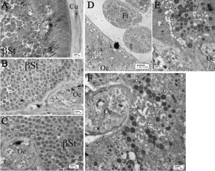 Supplementary Fig. S13