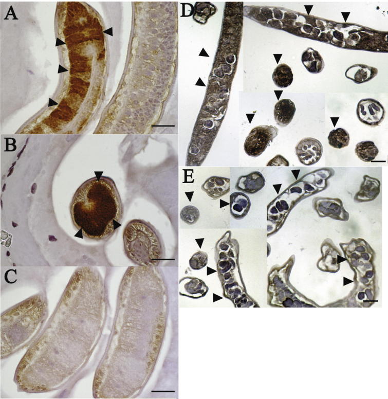 Supplementary Fig. S11