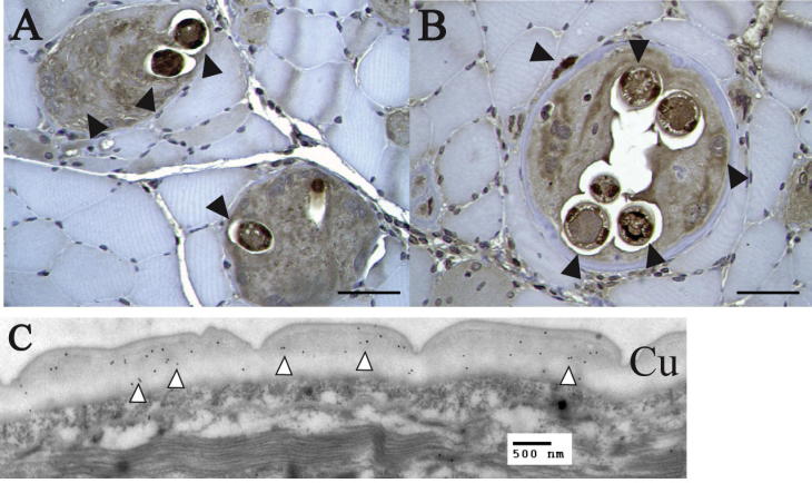 Supplementary Fig. S1