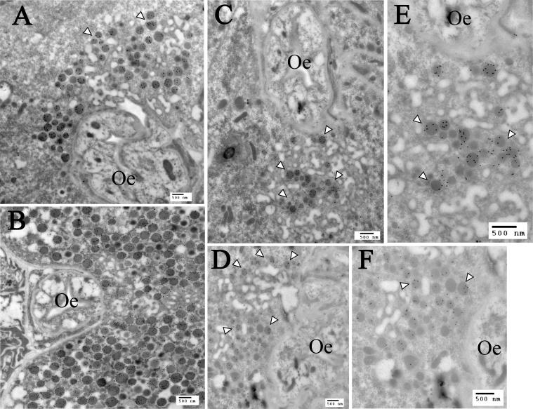 Supplementary Fig. S9