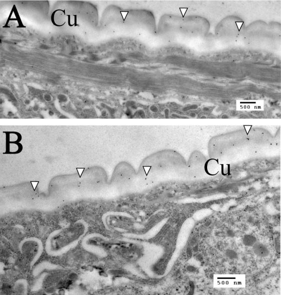 Supplementary Fig. S5