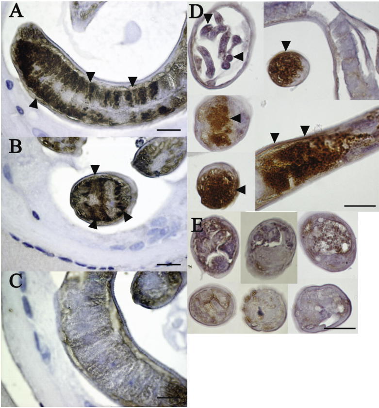 Supplementary Fig. S7