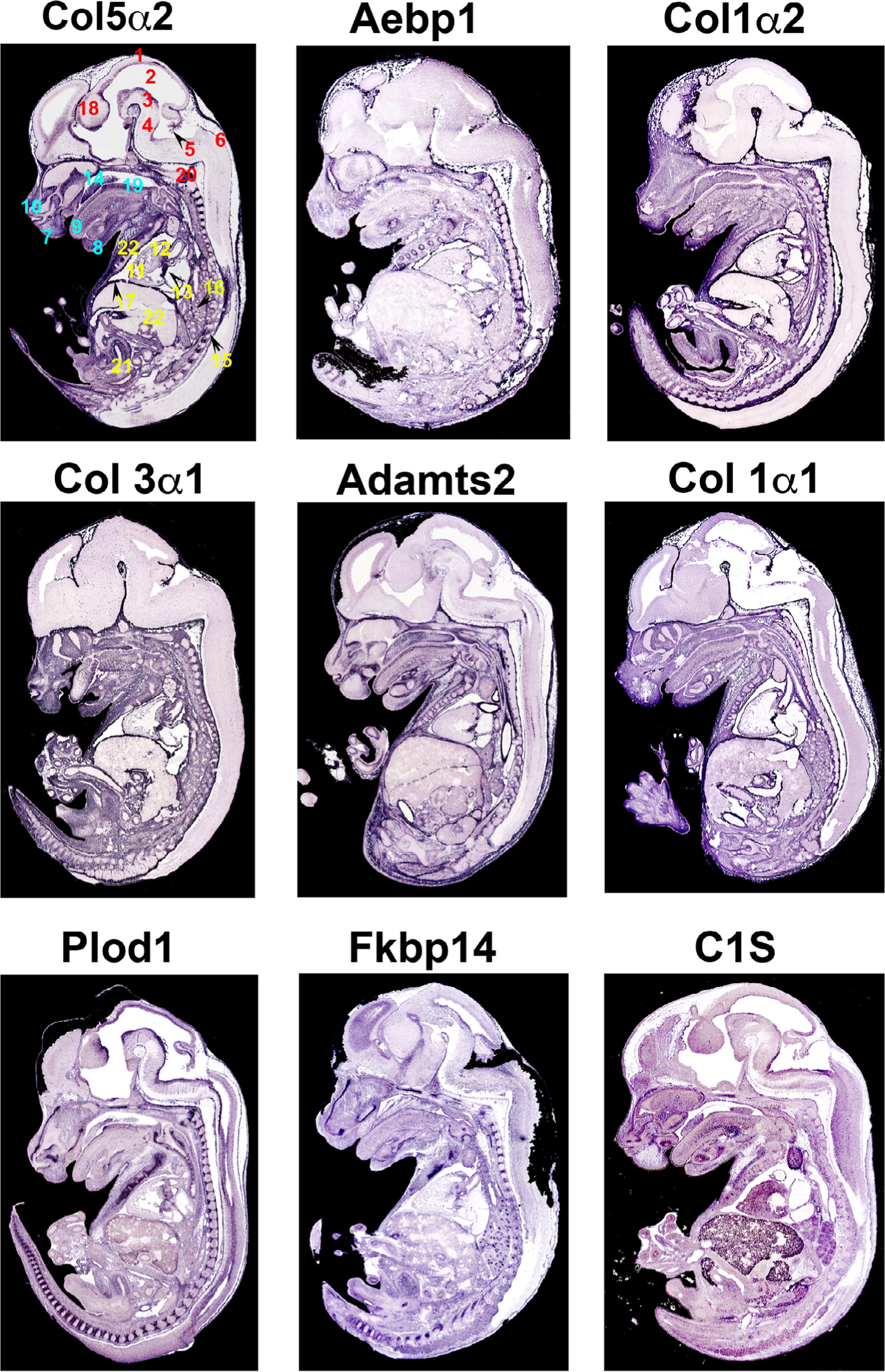 FIGURE 1