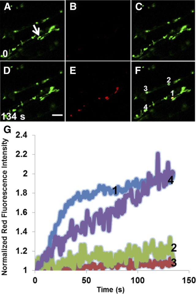 Figure 5.