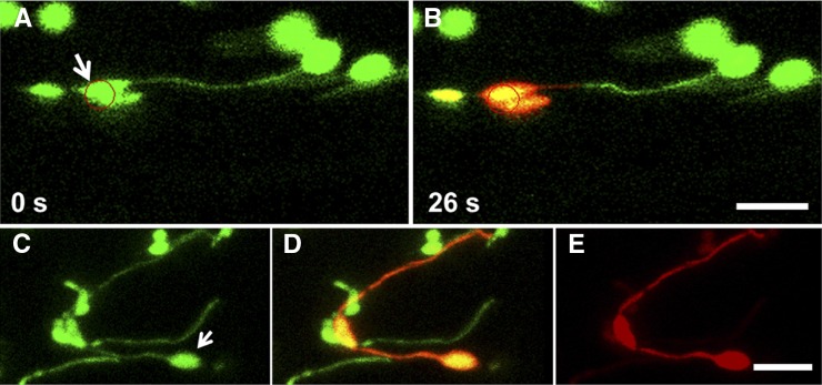 Figure 3.