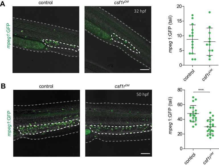 Figure 1—figure supplement 1.