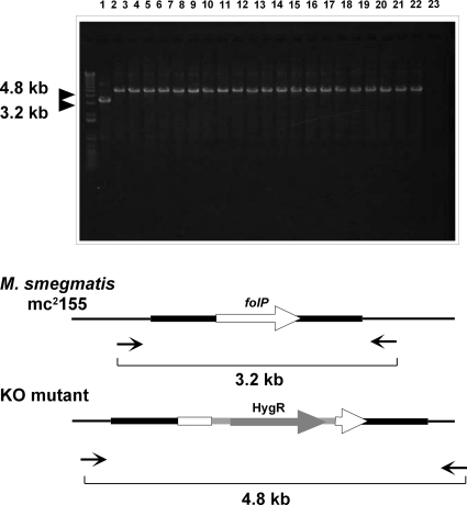 FIG. 2.