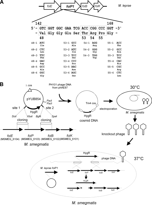 FIG. 1.