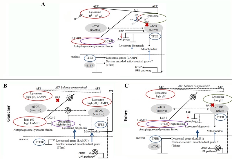 Fig 6