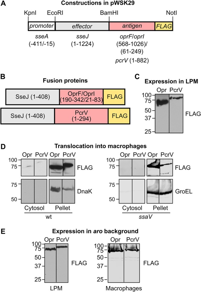 FIG 1